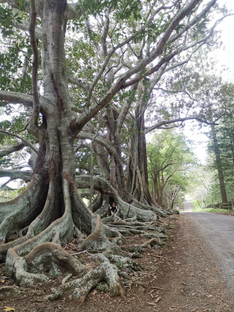 Norfolk Island fig trees