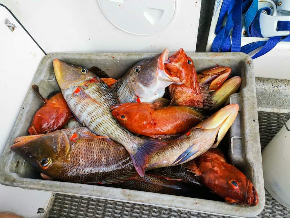 Fish caught