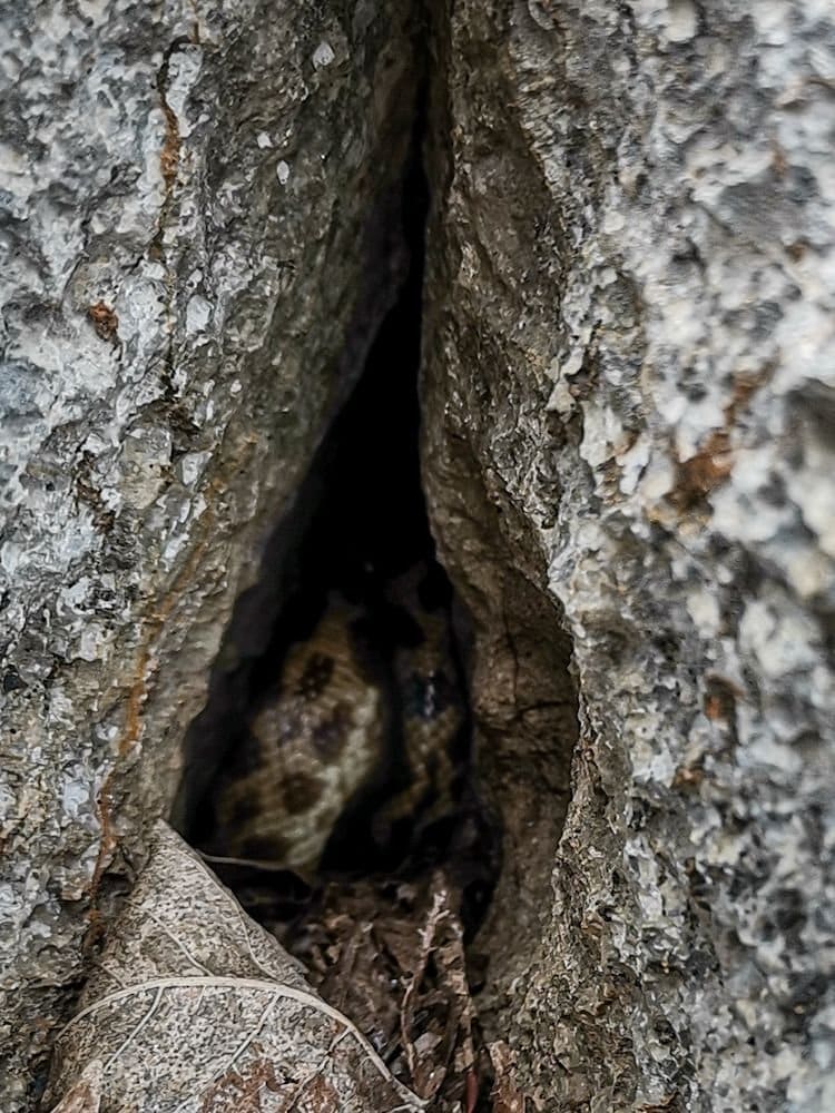 Python hiding in crevice