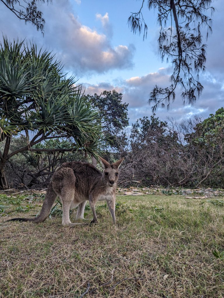 Kangaroo at Point lookout