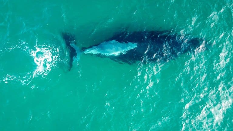 Humpback whale and calf from drone