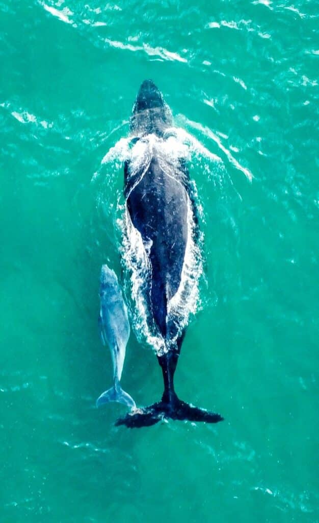 Humpback whale and calf from drone