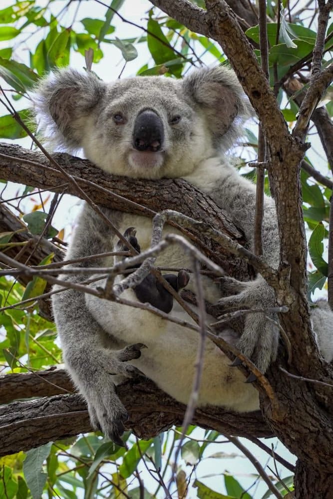 koalas fort hike magnetic island
