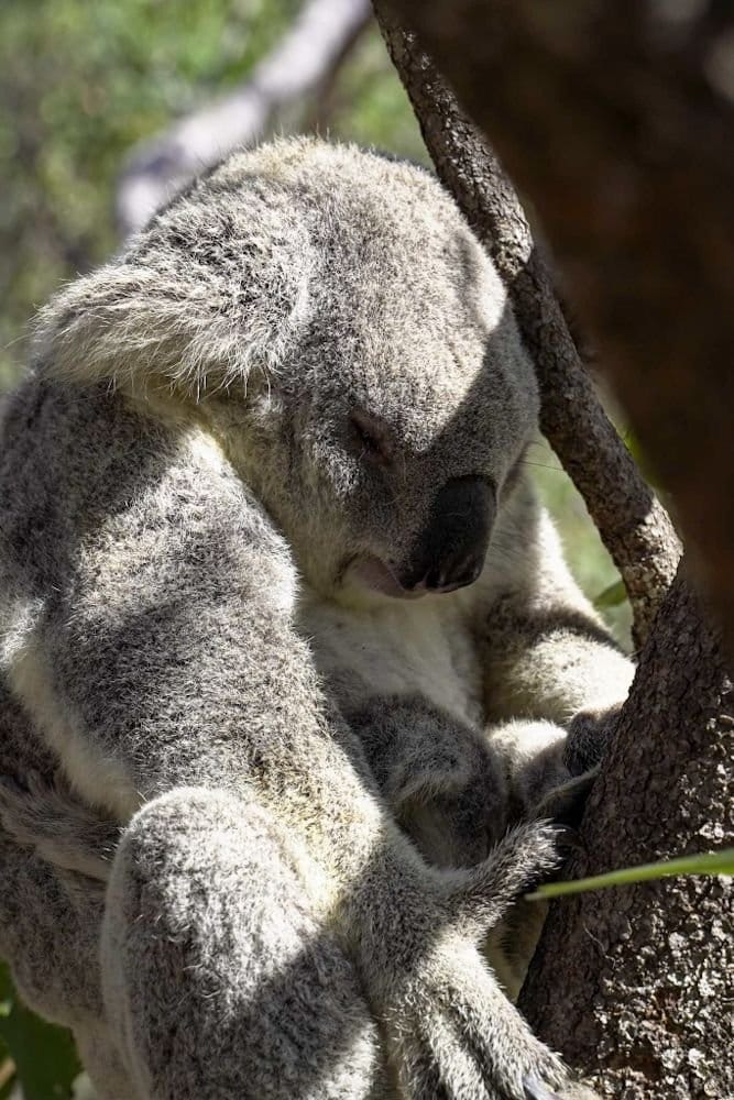 koalas fort hike magnetic island