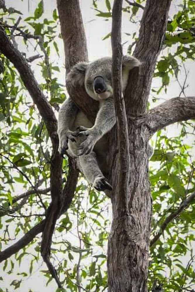 koala magnetic island