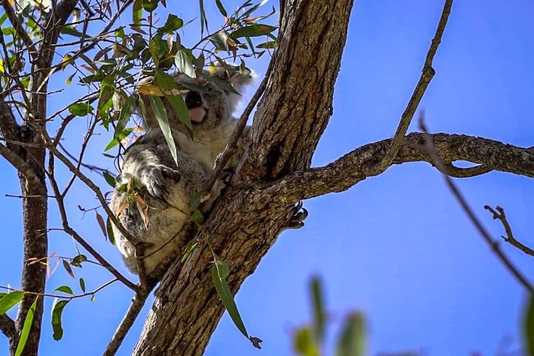 koala magnetic island