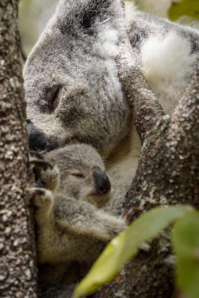 koalas magnetic island