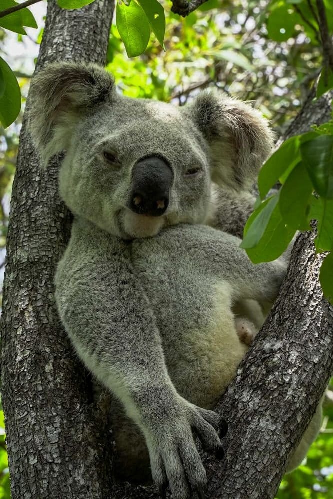 koala fort hike magnetic island