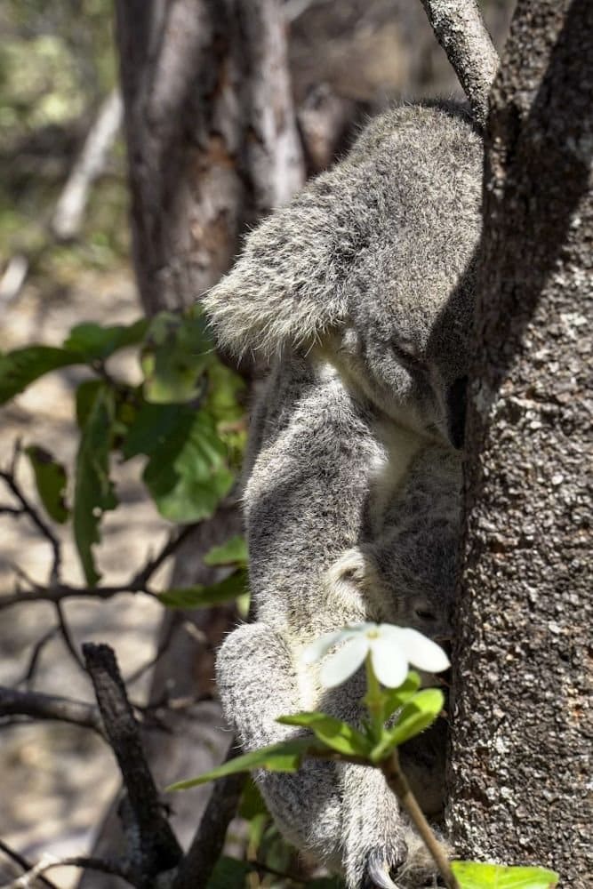 koalas magnetic island