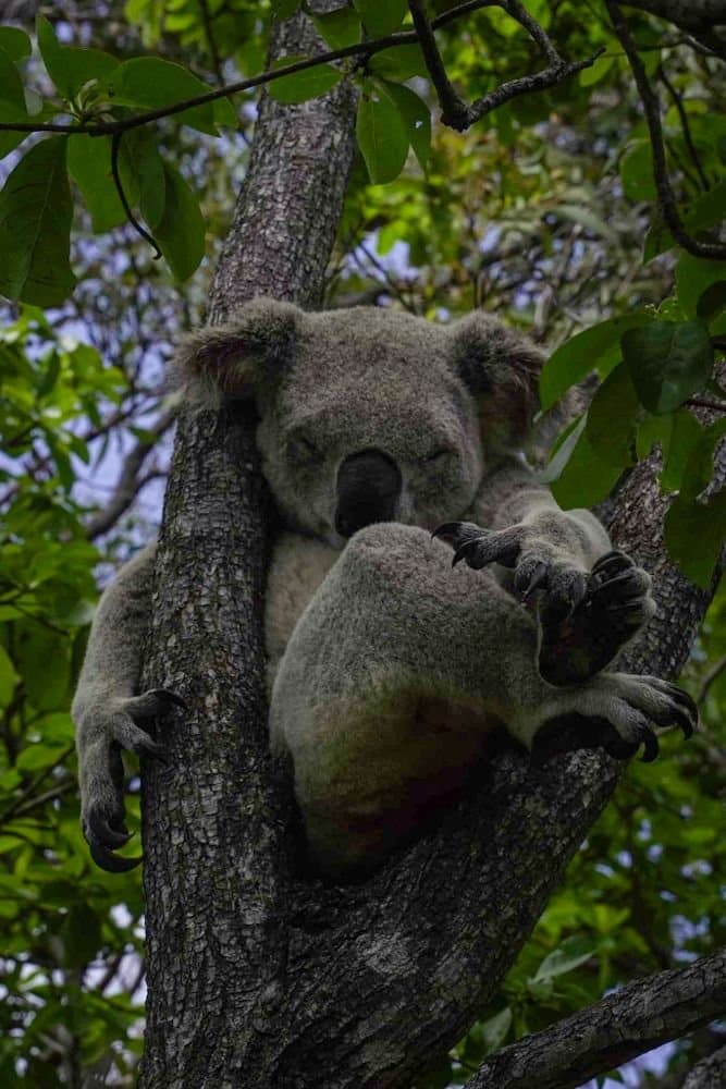 Koala magnetic island