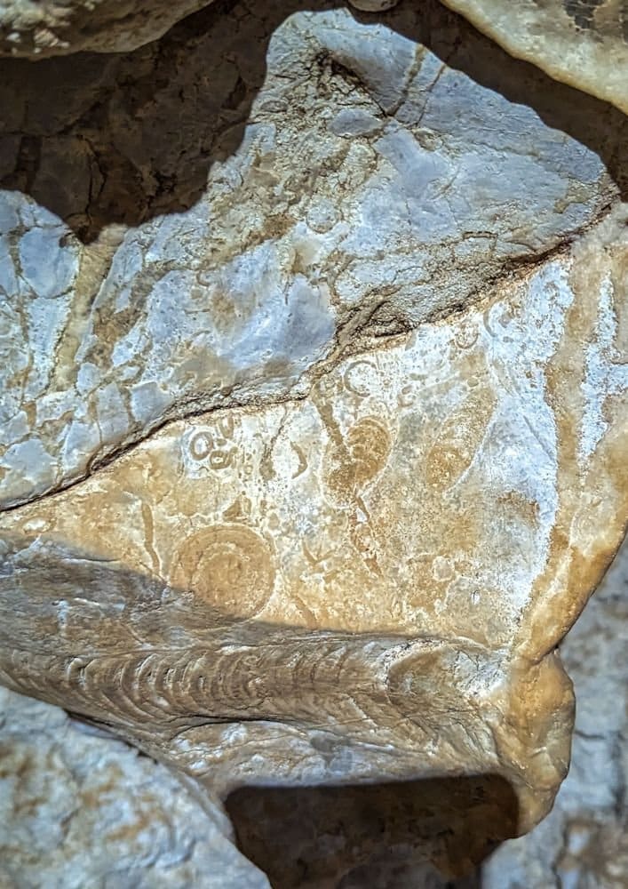 Ocean fossils in Limestone