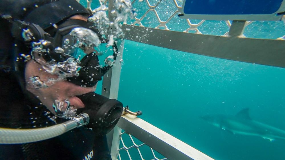 Shark cage diving Bluff NZ